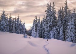 Piesek biegnący w śniegu do lasu