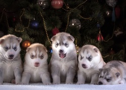 Pieski siberian husky pozują do świątecznego zdjęcia przy choince