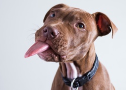 Pit Bull Terrier pokazuje język