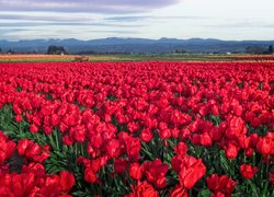 Plantacja czerwonych tulipanów na tle gór
