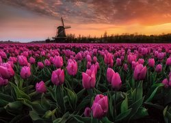 Plantacja różowych tulipanów i wiatrak w tle