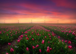 Plantacja tulipanów i wiatraki na tle nieba