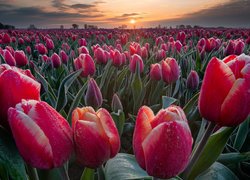 Plantacja tulipanów o zachodzie słońca