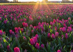 Plantacja tulipanów w promieniach słońca