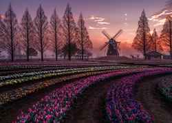 Plantacja tulipanów z widokiem na wiatrak