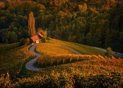 Plantacja winogron w słowackiej wsi Spicnik jesienią
