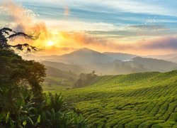 Wzgórza, Góry Cameron, Drzewa, Plantacja, Chmury, Wschód słońca, Cameron Highlands, Stan Pahang, Malezja