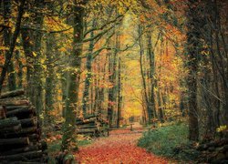 Las, Ścięte, Pnie, Drzewa, Ścieżka, Jesień, Liście