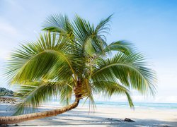 Pochyła palma na plaży