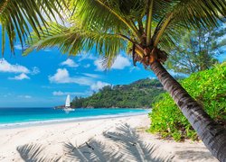 Pochylona palma na plaży z widokiem na żaglówkę