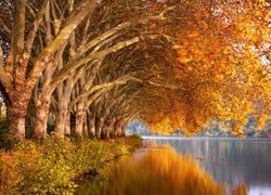 Pochylone drzewa nad jeziorem jesienną porą