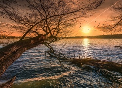 Pochylone drzewa nad jeziorem w promieniach słońca
