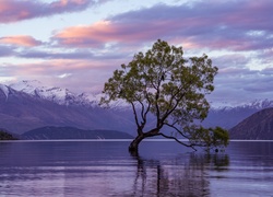 Pochylone drzewo nad jeziorem Wanaka w Nowej Zelandii