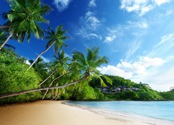 Pochylone palmy nad morską plażą