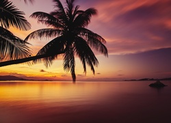 Pochylone palmy nad morzem o zmierzchu