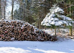 Zima, Drzewa, Śnieg, Pocięte, Drewno, Stos