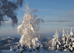 Pokryte śniegiem drzewa