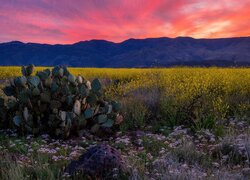 Stany Zjednoczone, Arizona, Góry, Bradshaw Mountains, Zachód słońca, Kaktusy