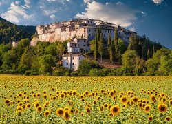 Pole słoneczników na tle Castel San Felice we Włoszech
