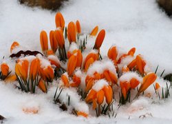 Pomarańczowe krokusy w śniegu
