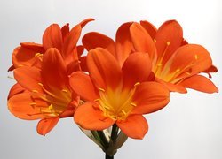 Pomarańczowy, Kwiat, Kliwia