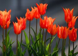 Pomarańczowo-czerwone tulipany w zbliżeniu
