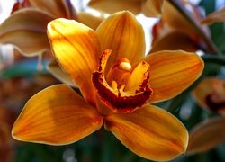 Kwiat, Storczyk, Orchidea