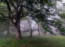 Poranna mgła wśród liściastych drzew