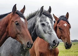 Portret trzech koni