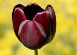 Portret tulipana
