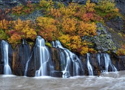 Pożółkła roślinność na skałach przy wodospadzie Hraunfossar