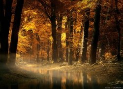 Pożółkłe drzewa nad strumieniem w jesiennym lesie