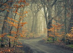 Droga, Drzewa, Las, Jesień, Pożółkłe, Liście