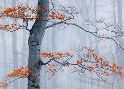 Pożółkłe liście na drzewie w zamglonym lesie