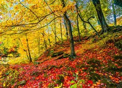Jesień, Las, Drzewa, Pożółkłe, Liście