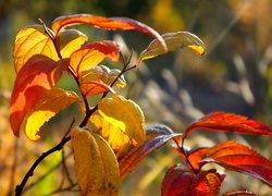 Pożółkłe liście w słońcu