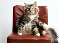 Krzesło, Kot