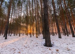 Promienie słońca między drzewami w lesie zimą