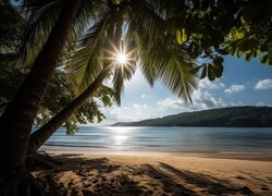 Promienie słońca między liśćmi palmy na plaży
