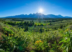 Stany Zjednoczone, Stan Wyoming, Park Narodowy Grand Teton, Góry, Słońce, Promienie, Kwiaty, Łąki