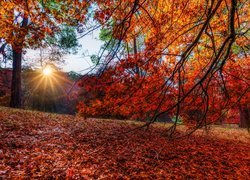 Promienie słońca nad jesiennymi drzewami w parku