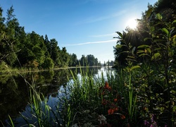 Promienie słońca nad rzeką porośniętą roślinami