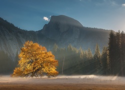 Stany Zjednoczone, Kalifornia, Park Narodowy Yosemite, Drzewo, Góry, Promienie słońca, Las