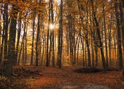 Promienie słońca pomiędzy drzewami w lesie jesienią
