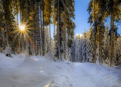 Promienie słońca pomiędzy drzewami w zaśnieżonym lesie