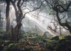 Przebijające światło, Las, Drzewa, Omszałe, Kamienie, Park Narodowy Peak District, Derbyshire, Anglia