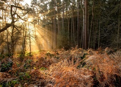 Promienie słońca rozświetlają leśne paprocie