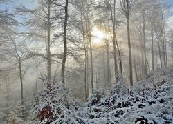 Promienie słońca w mglistym lesie zimą