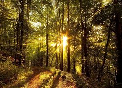 Promienie słońca wśród drzew w lesie