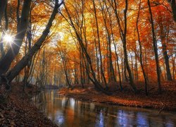 Promienie słońca wśród jesiennych drzew nad brzegiem rzeki